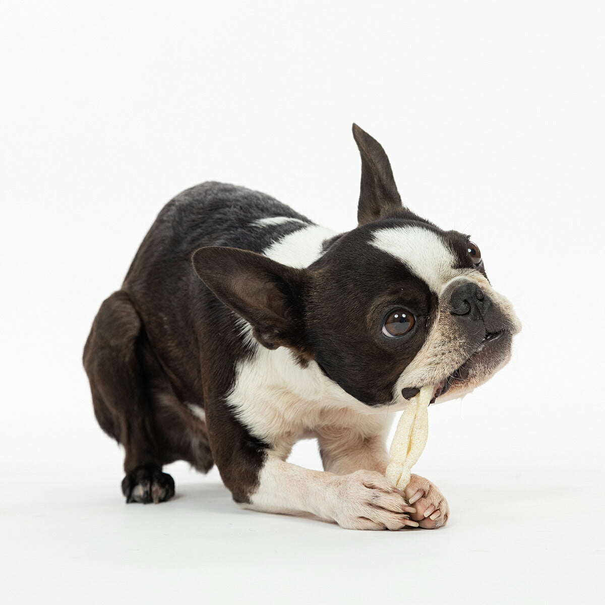 ファッド FAD 国産牛皮ガム フラットロール 8本（約60g） 犬 おやつ ガム 無添加 デンタル