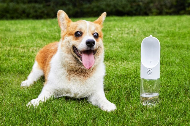 ペットキット PETKIT ワンタッチ・ウォーターボトル ホワイト 300ml 犬 水筒 給水器 携帯 抗菌 お散歩 車内 アウトドア おでかけ 持ち運び 水分補給 ロック機能付き