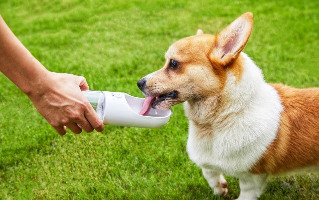 ペットキット PETKIT ワンタッチ・ウォーターボトル ホワイト 300ml 犬 水筒 給水器 携帯 抗菌 お散歩 車内 アウトドア おでかけ 持ち運び 水分補給 ロック機能付き