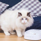 ペットキット PETKIT スケール・フィーディングボウル S ホワイト 450ml 犬 猫 フードボウル 食器 餌皿 計量 体重管理 健康管理 水洗いOK
