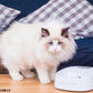 ペットキット PETKIT スケール・フィーディングボウル S カラーボール 450ml 犬 猫 フードボウル 食器 餌皿 計量 体重管理 健康管理 水洗いOK