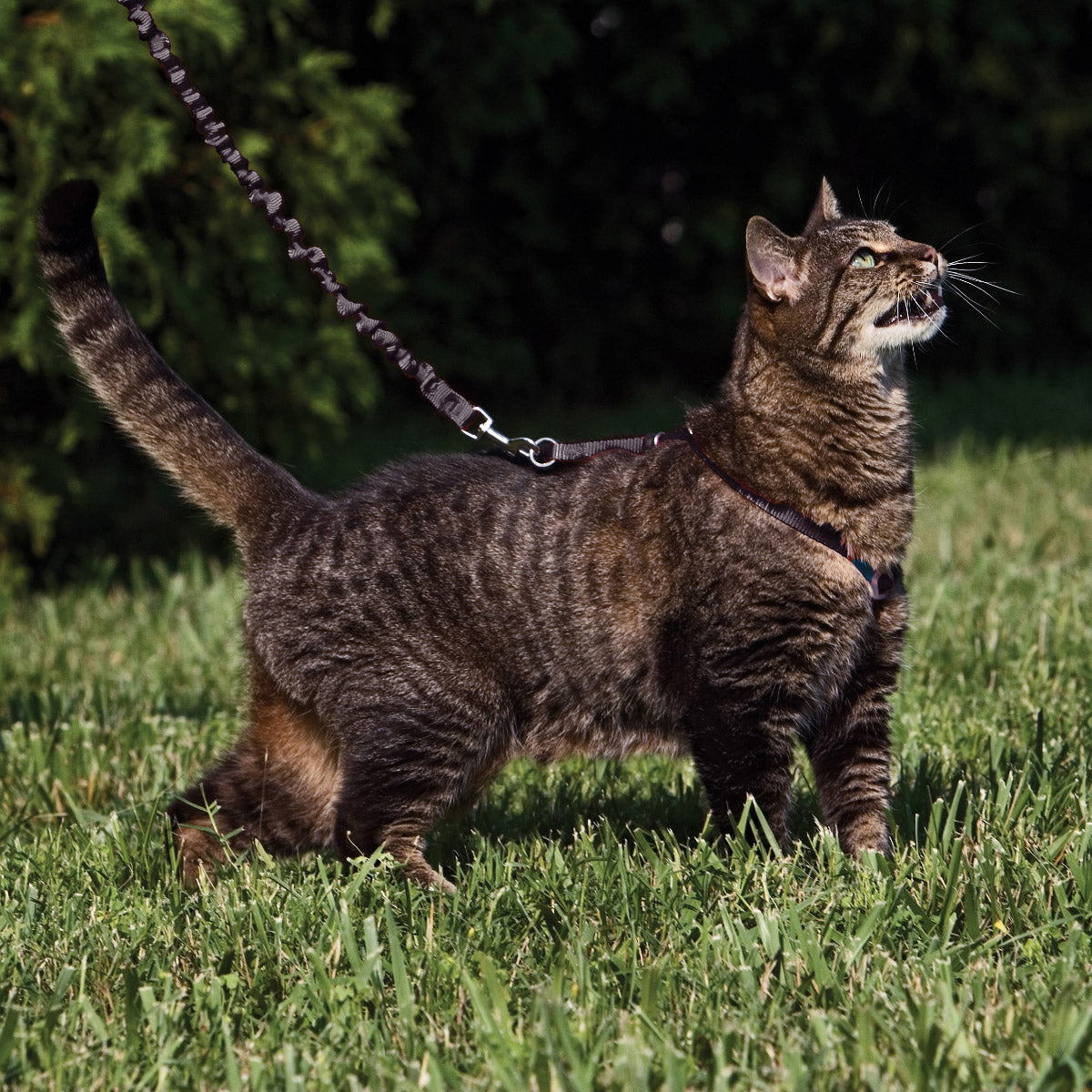 ペットセーフ イージーウォーク 猫用ハーネス＆バンジーリード L ブラック