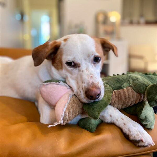 トール・テイルズ TALL TAILS クランチ・トイ アリゲーター 犬 おもちゃ ぬいぐるみ ワニ 音が鳴る サスティナブル