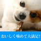 GLORY DOG＆EARTH 無添加獲れたて ペットのふかひれ 50g