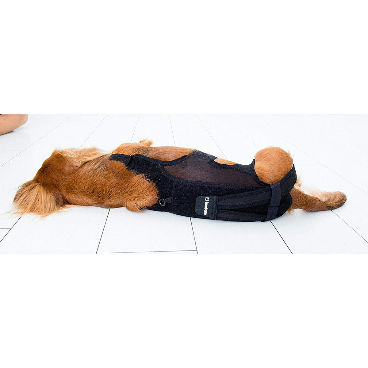 わんコル 持ち手つき Mサイズ 送料無料 犬用品/ペットグッズ/ペット用品