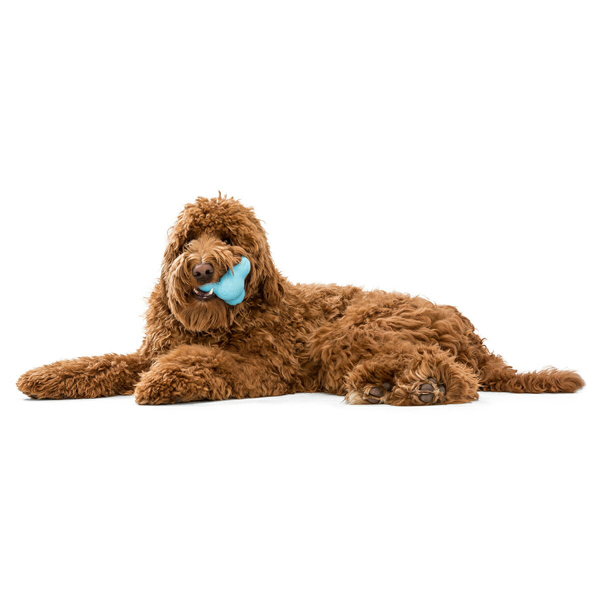 ウェストポウ ゾゴフレックス タックス L アクアブルー