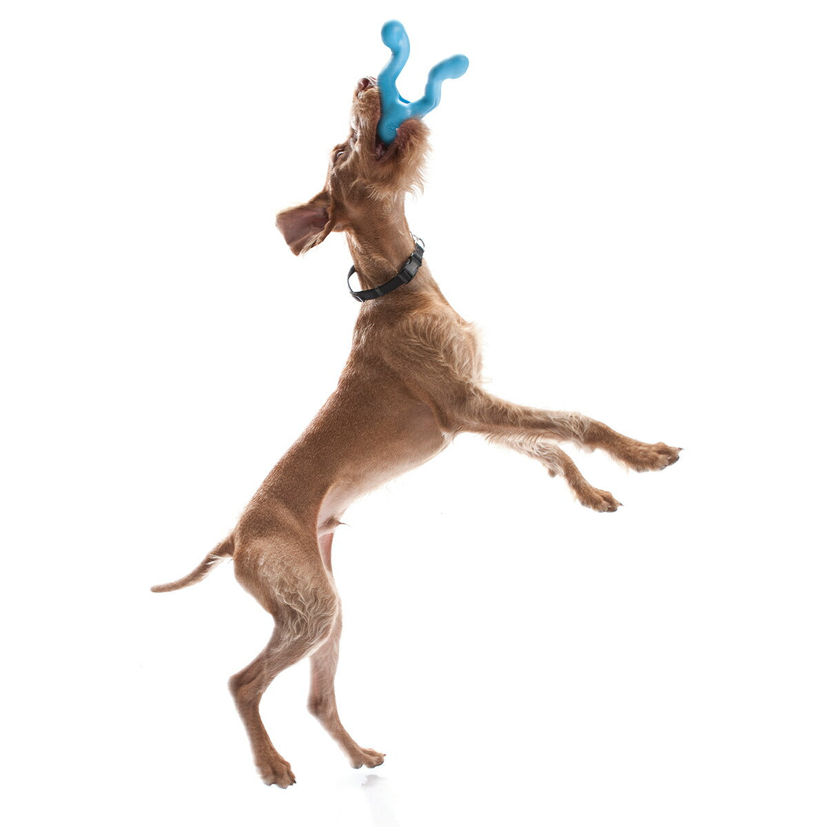 ウェストポウ ゾゴフレックス ティジー L アクアブルー