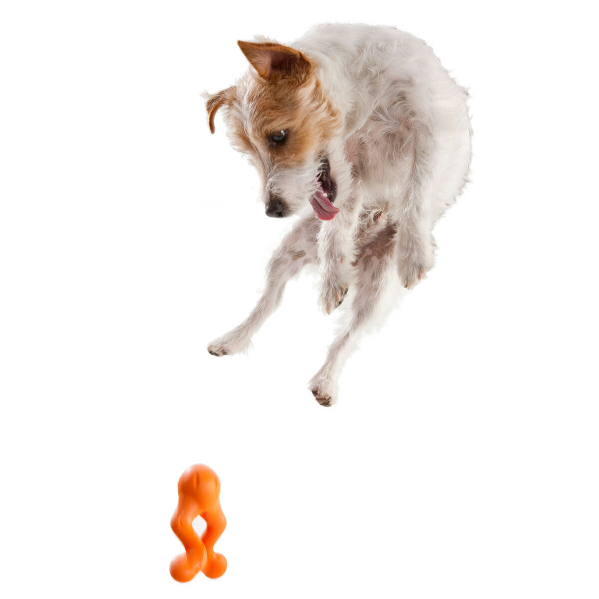 ウェストポウ ゾゴフレックス ティジー S タンジェリンオレンジ