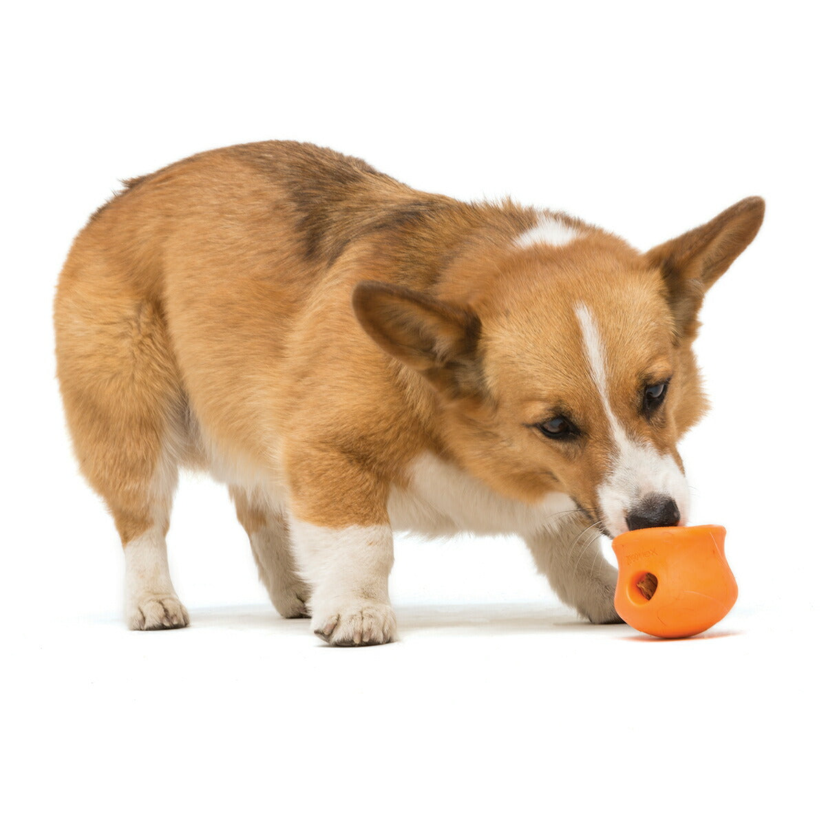 ウェストポウ ゾゴフレックス タップル S タンジェリンオレンジ