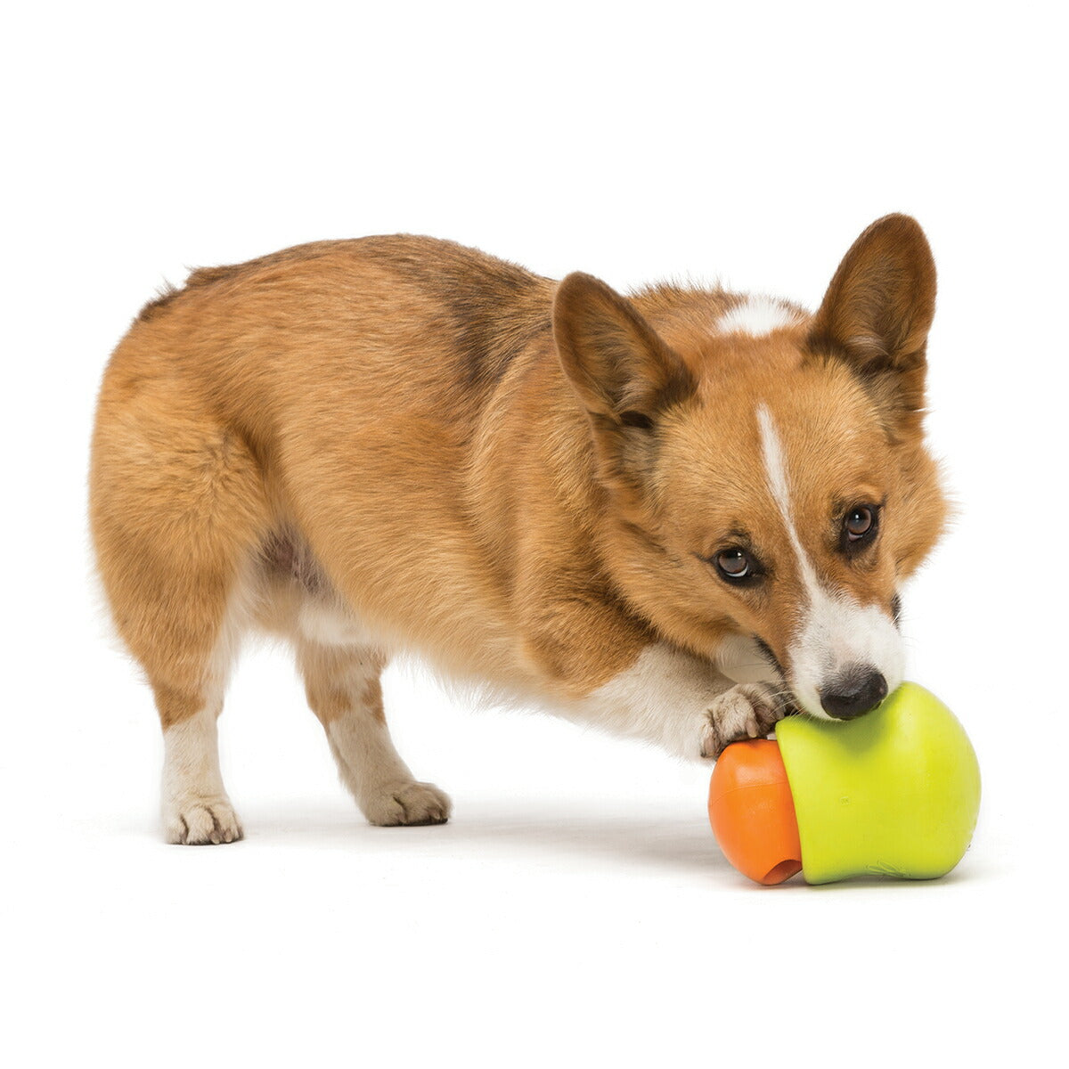 ウェストポウ ゾゴフレックス タップル S グラニースミスグリーン