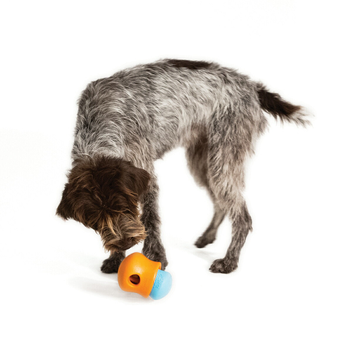 ウェストポウ ゾゴフレックス タップル L タンジェリンオレンジ