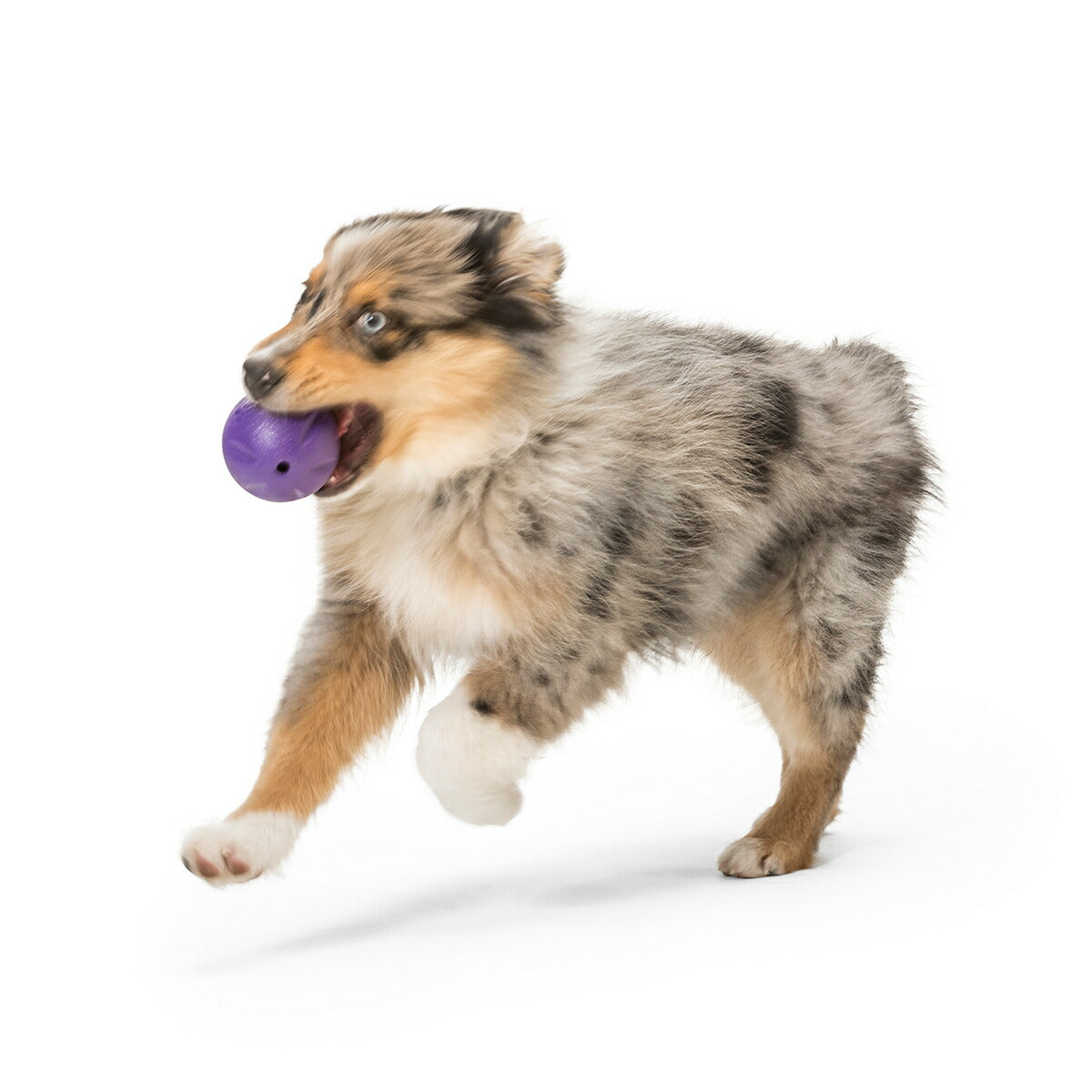 ウェストポウ ゾゴフレックス・エコー ランダ S エッグプラントパープル