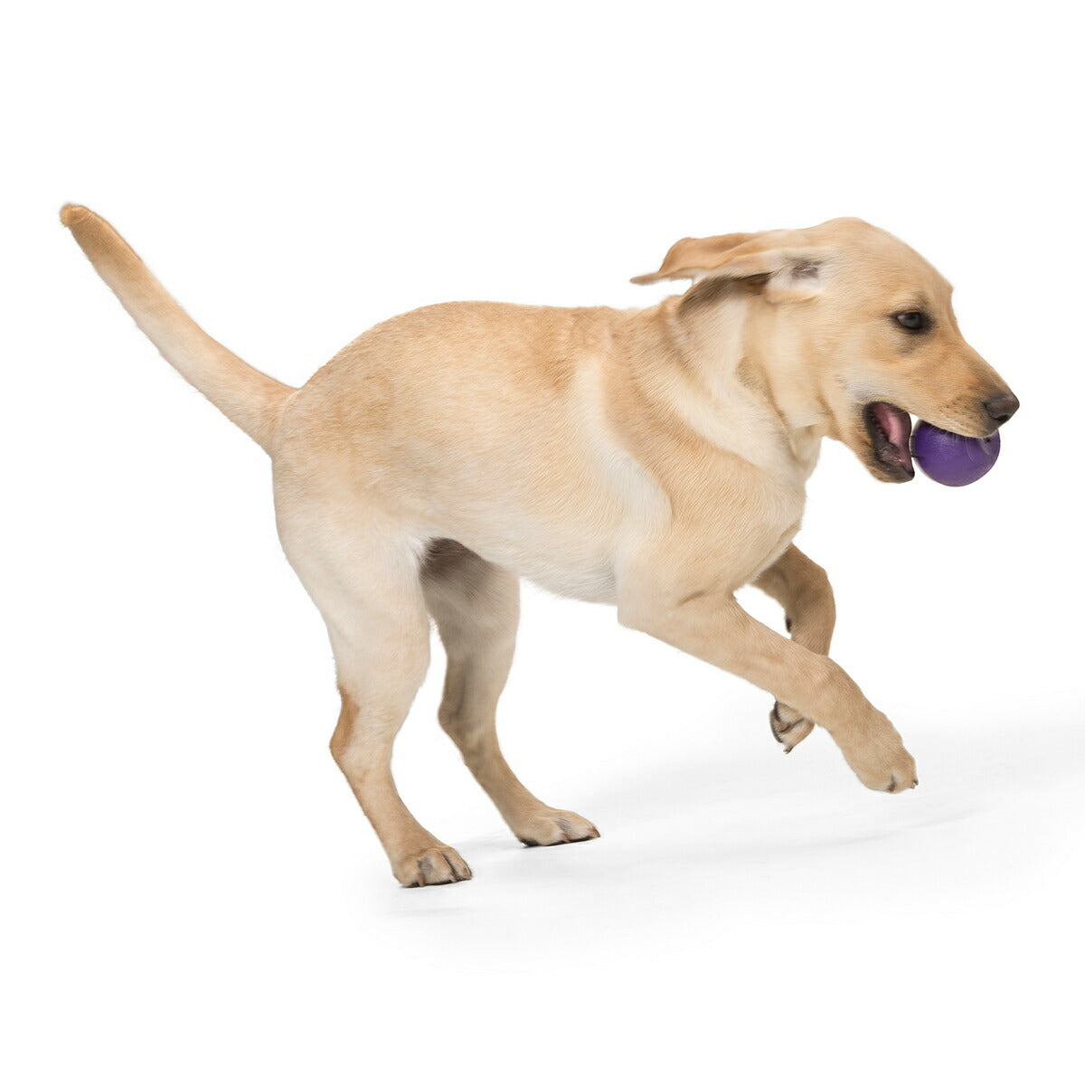 ウェストポウ ゾゴフレックス・エコー ランダ S エッグプラントパープル