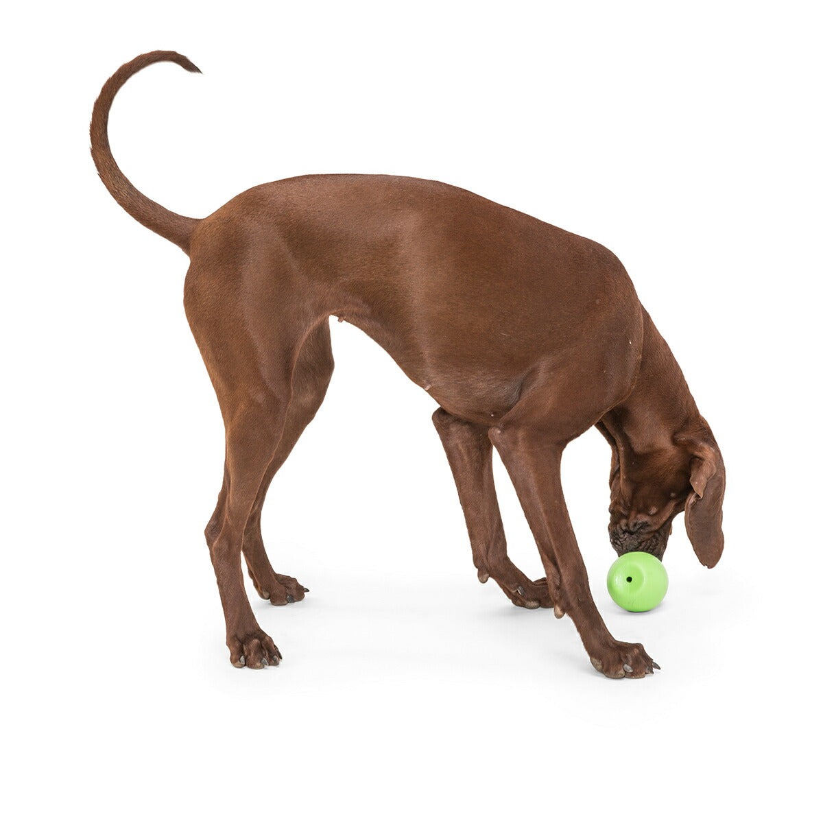 ウェストポウ ゾゴフレックス・エコー ランダ L ジャングルグリーン