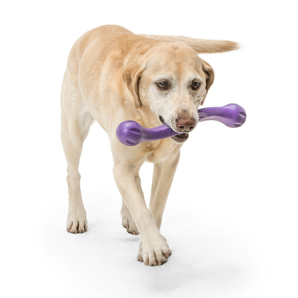 ウェストポウ ゾゴフレックス・エコー ズイッグ L エッグプラントパープル