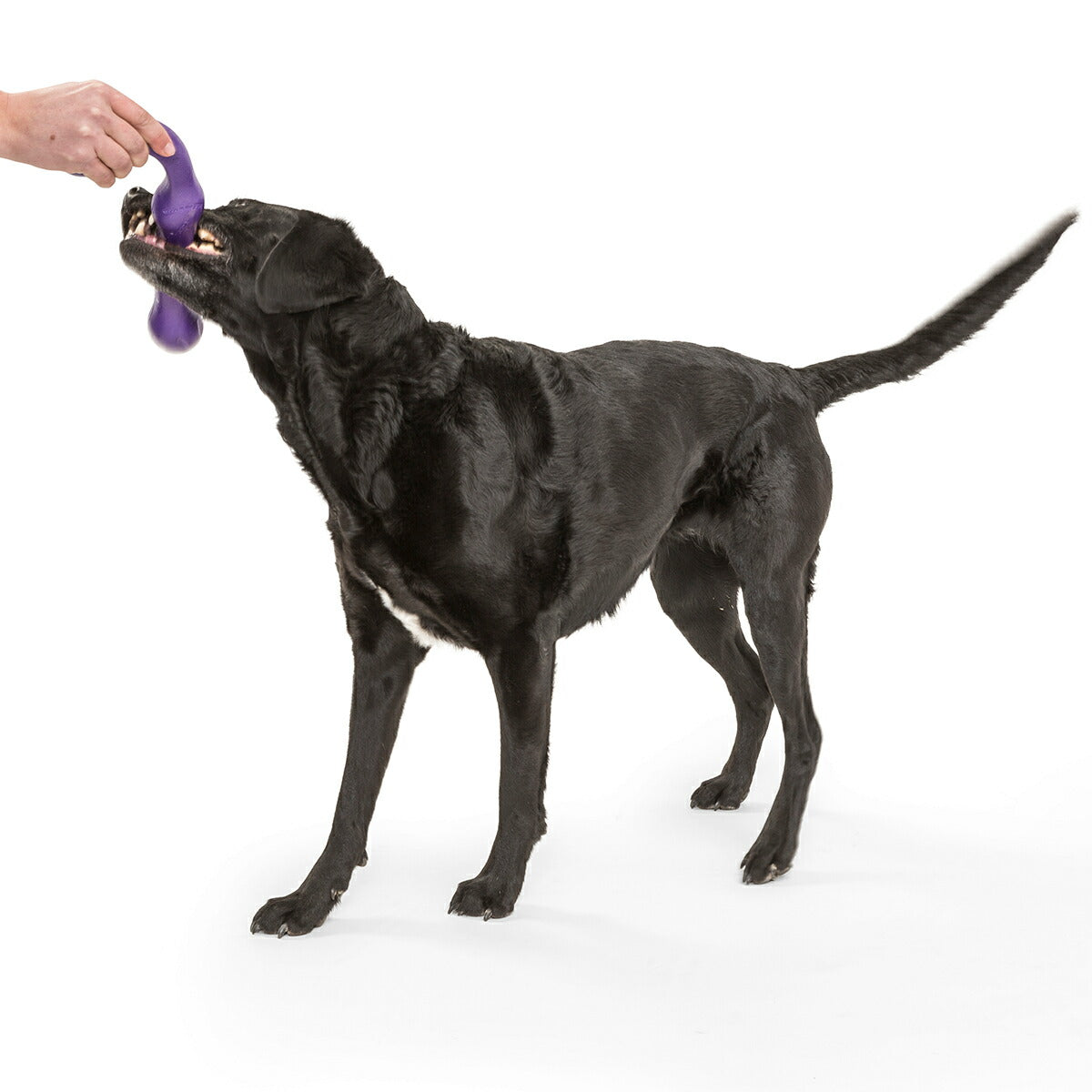 ウェストポウ ゾゴフレックス・エコー ズイッグ L エッグプラントパープル