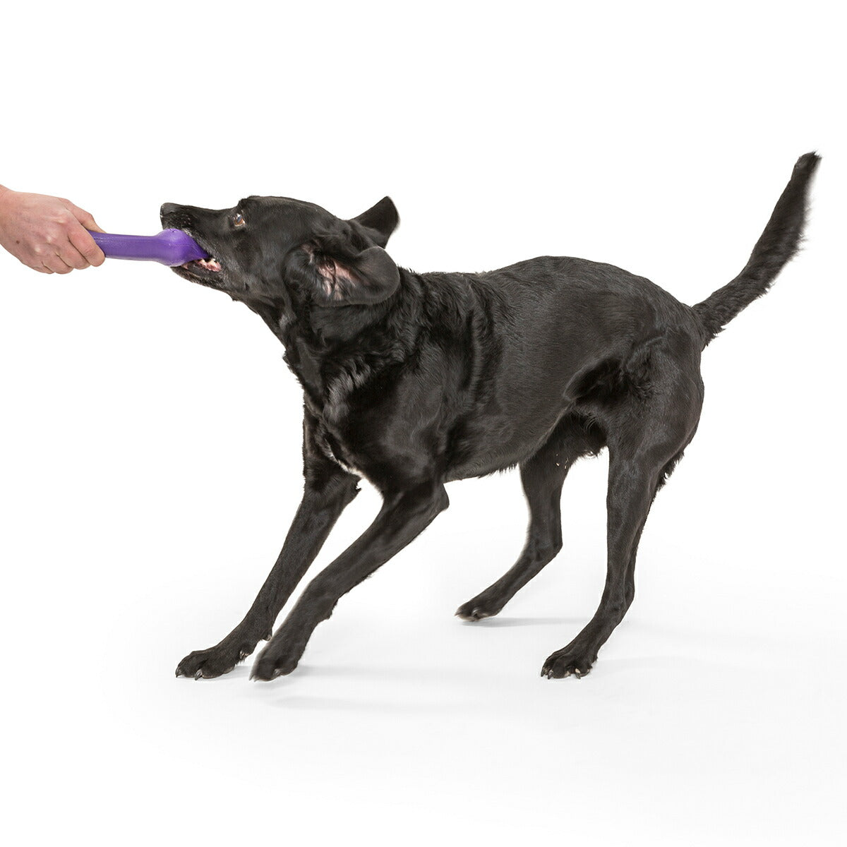 ウェストポウ ゾゴフレックス・エコー ズイッグ L エッグプラントパープル