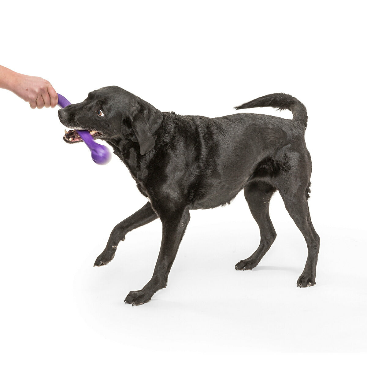 ウェストポウ ゾゴフレックス・エコー ズイッグ L エッグプラントパープル