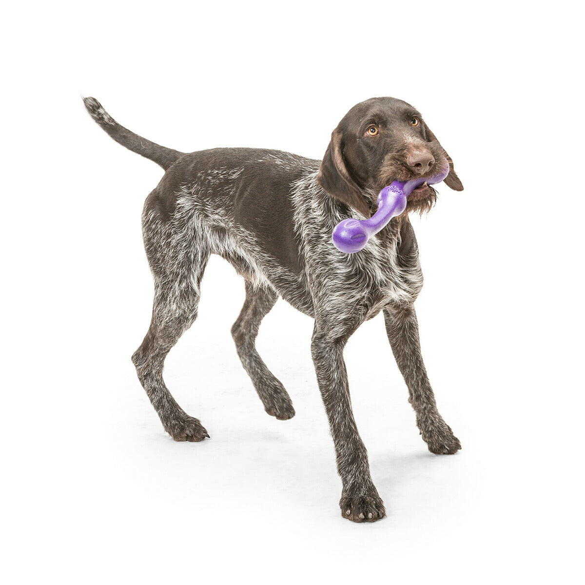 ウェストポウ ゾゴフレックス・エコー ズイッグ L エッグプラントパープル