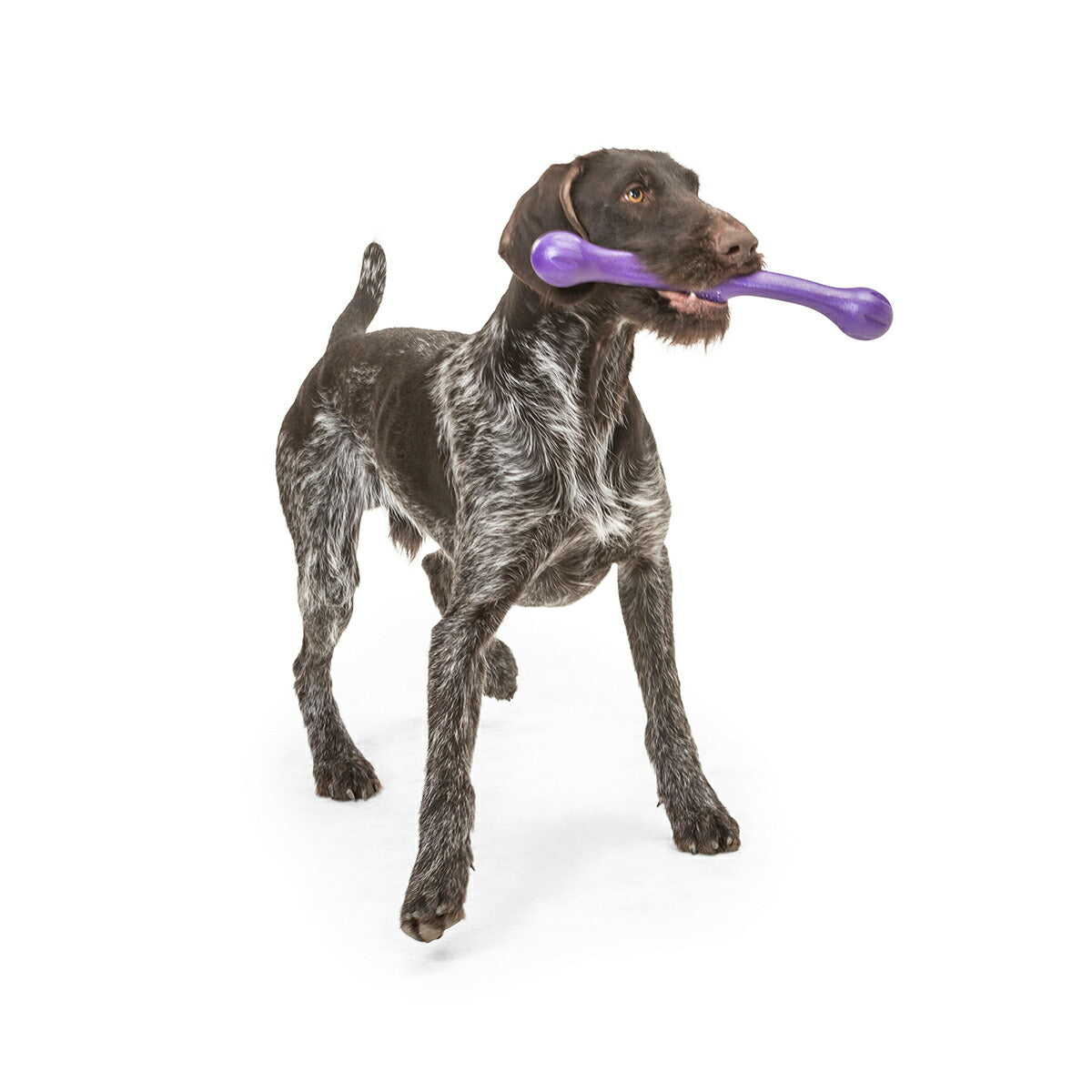 ウェストポウ ゾゴフレックス・エコー ズイッグ L エッグプラントパープル