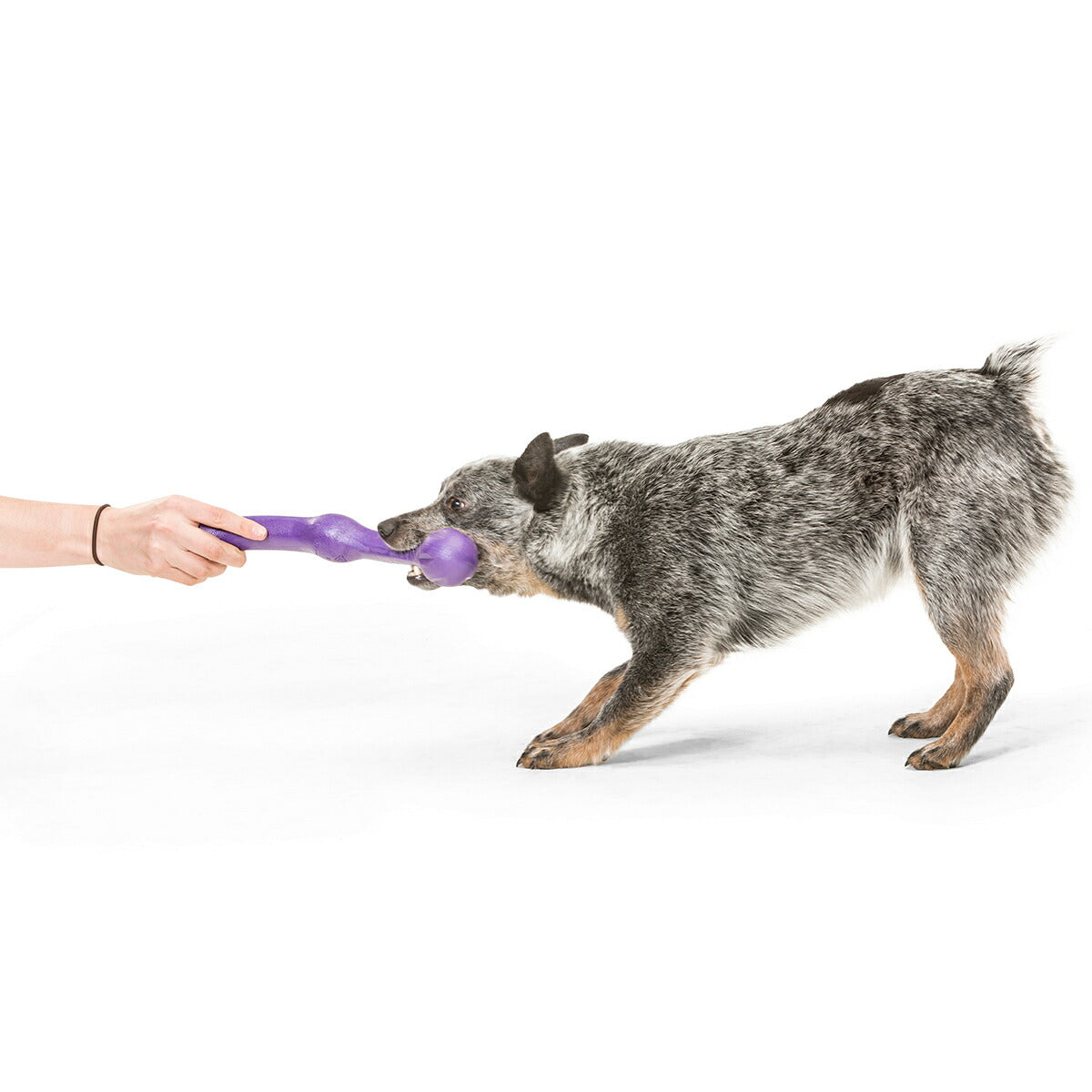 ウェストポウ ゾゴフレックス・エコー ズイッグ L エッグプラントパープル