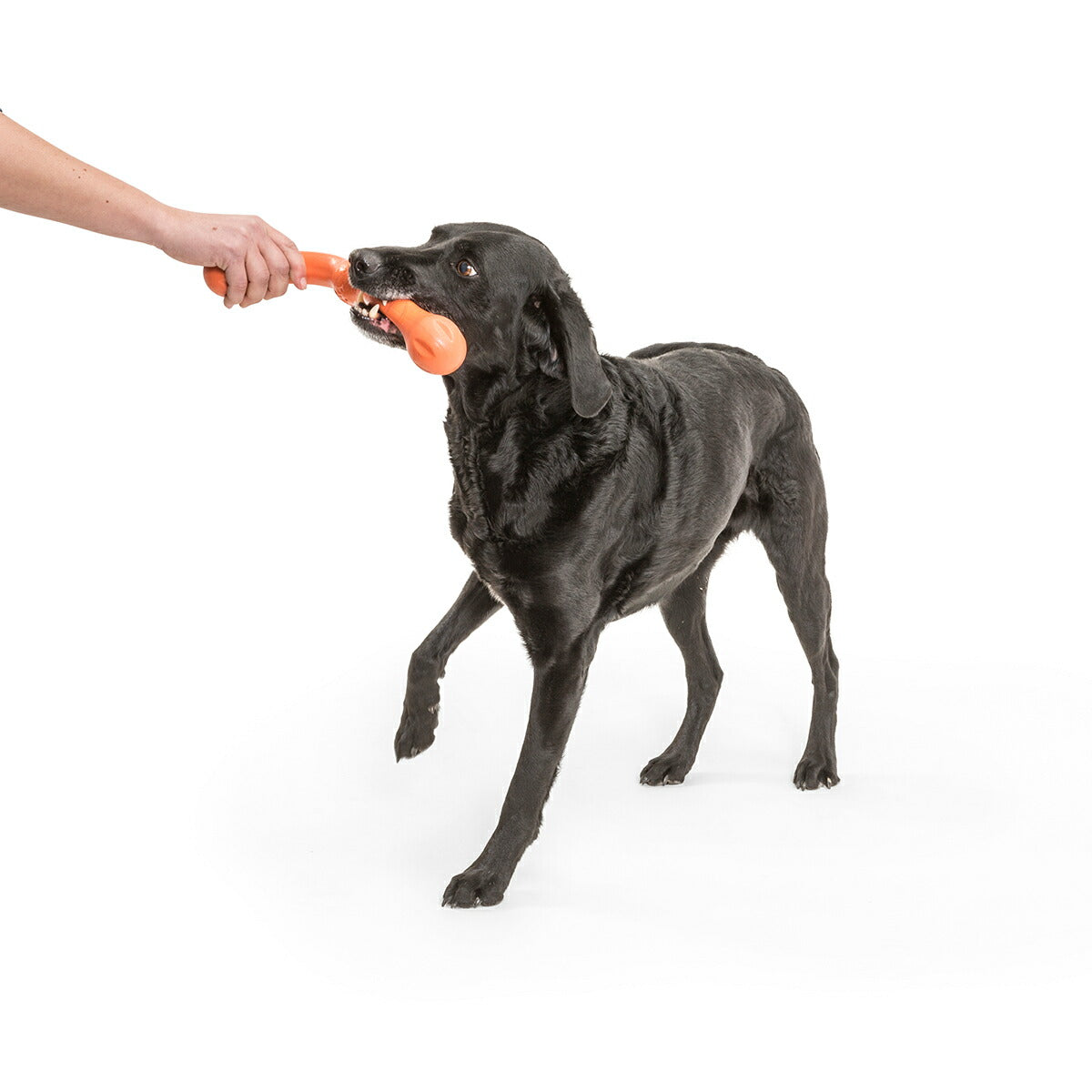 ウェストポウ ゾゴフレックス・エコー ズイッグ L メロンオレンジ