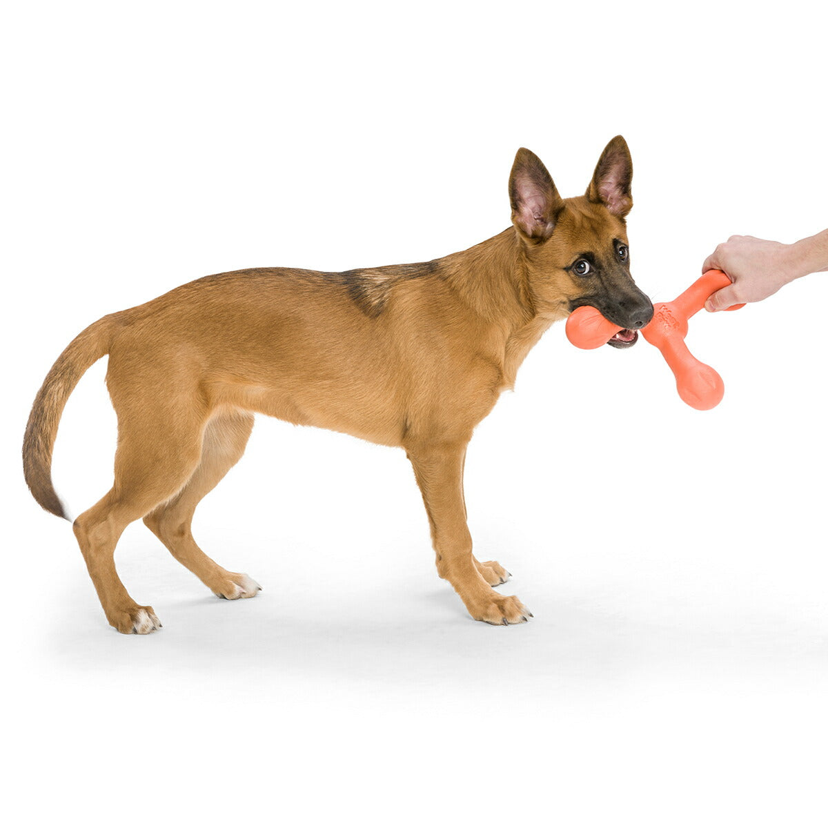 ウェストポウ ゾゴフレックス・エコー スキャンプ L オレンジ