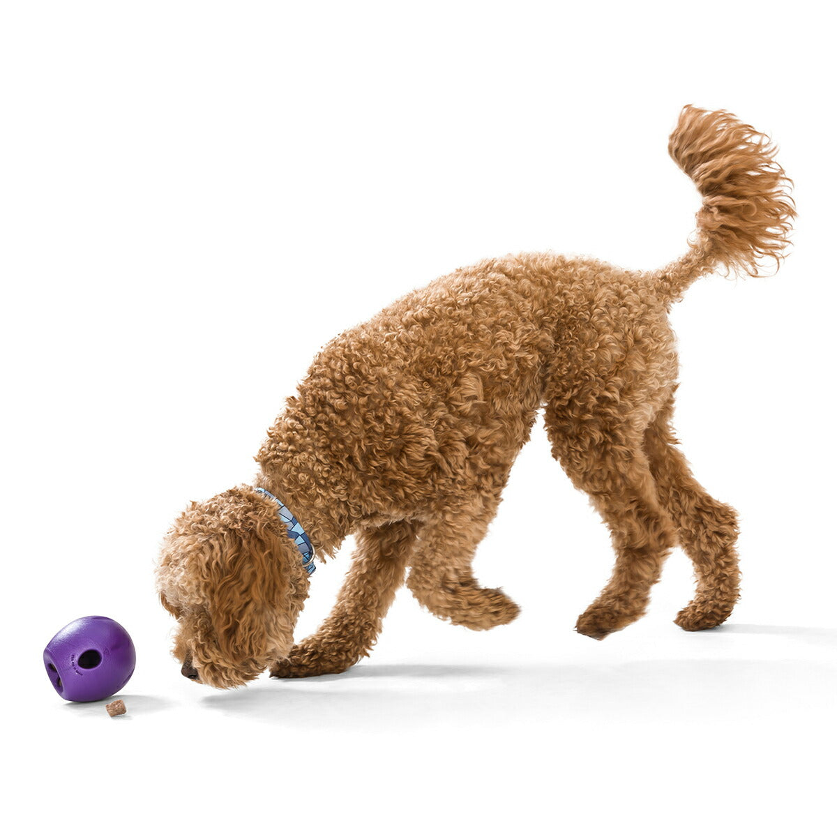 ウェストポウ ゾゴフレックス・エコー ランブル L エッグプラントパープル【送料無料】